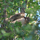 Hawk Chick Larry